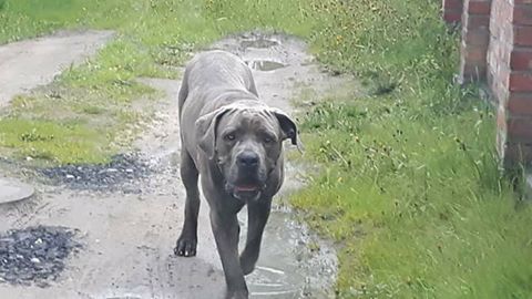 Może ktoś szuka. Cane corso ,krąży w okolicach ul.Kwiatowa ,Liliowa. LUBOŃ. Nie ufny,widać że szuka właściciela.Lubon koło Poznania!!